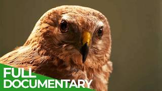 Wild France - A Spectacular Journey | Part 1 | Free Documentary Nature