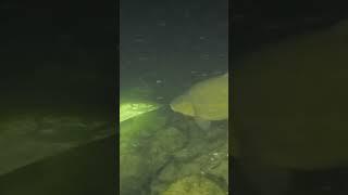 Unexpected Role Reversal: The Timid Tench Scaring a Pike?