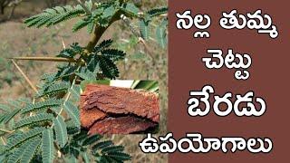 nalla thumma chettu beradu health benefits