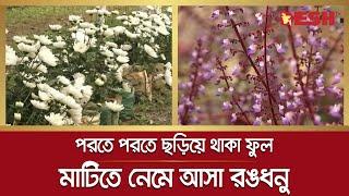 খরাপ্রবণ বরেন্দ্র অঞ্চলে হরেক রকম ফুলের চাষ | Flower Garden | Dreamers Garden | Desh TV News