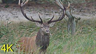 Rotwildbrunft 2021 auf dem Darß - Red Deer Rut 2021 in Northern Germany close to the Baltic Sea
