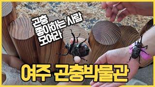 [여주 곤충박물관] 곤충, 파충류 좋아하면 가볼만한곳