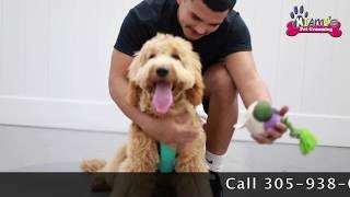 Miami's Pet Grooming BOARDING AND LUXURY PET HOTEL.