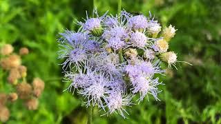 Plant Profile: Gregg's Blue Mistflower - Conoclinium (Eupatorium) greggii