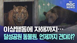 이상행동에 자해까지··· 달성공원 동물원, 언제까지 견뎌야? | 대구MBC뉴스