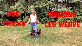 How to Train Your Dog the Walking Leg Weave