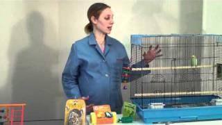 Providing Enrichment for your Pet Bird