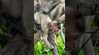 #Animakey #mom&baby#lovelymonkey#babysocute#viral#animals#youtube#shorts#like#Subscribe#…