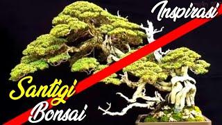 Inspirasi Bonsai Santigi Juara