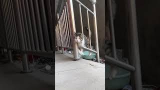 Pawsome Moments #19 #shorts #catfunnyvideo #catlover