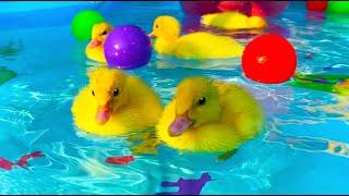 Collection of funny moments about Ducklings in the pool, baby ducks, pig, dog, kitten