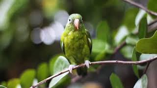 Tropical Rhapsody: Relaxing Jungle Birds in Harmony