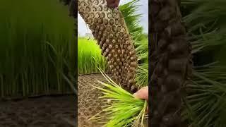 tanam padi modern #satisfying #shortvideo #short #nature #padi #agriculture #tanampadi #farming
