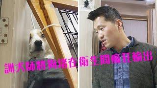 柯基犬當著訓犬師的面將主人咬傷，狗狗被訓犬師堵在衛生間一頓輸出