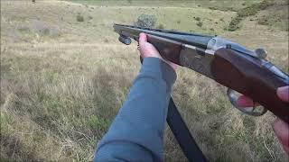 Driven Fox Hunt with Beretta Silver Pigeon 12G with Jagd Terriers Victoria 02/06/2024