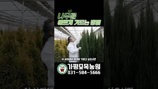 나무를 예쁘게 키우는 방법 (#가평묘목농원 #블루애로우 #침엽수 #shorts)