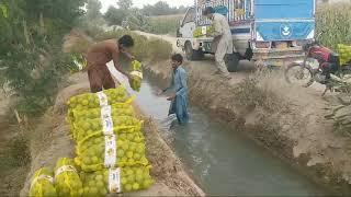 Loading Of Packed Orange Fruits In Shah Zore