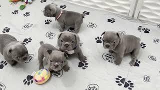 Cute Lilac French Bulldog Puppies - at 4 weeks old!