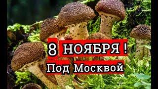 Грибы 8 Ноября, Подмосковье