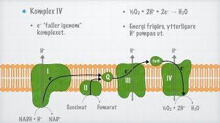 Elektrontransportkedjan (Kemi 2)