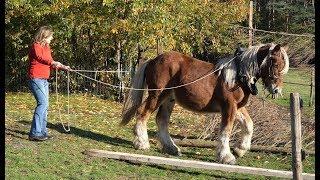 The training of a young draft horse-part 1