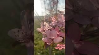 Pink Flowering Crabapple Trees start to bloom! #louisiana #spring #crabapple