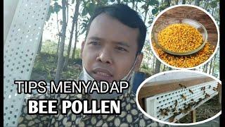 Cara lebah menghasilkan Bee pollen (pakan Ratu lebah) |  POLLEN TRAP