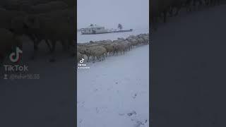 Kangal akkaraman koyunu kar kış demeden devam