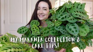 My complete Maranta Collection and Care tips! | How I keep my Marantas happy!