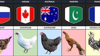 Chicken Breeds From Different Countries Around The World