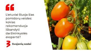 Lietuviai šluoja šias pomidorų veisles: kokias rekomenduoja išbandyti daržininkystės ekspertė?
