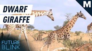 We're Happy To Inform You There Are Two Really Short Giraffes Out There | Future Blink