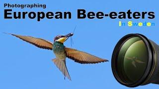 A SUPER location for European bee-eaters in Scandinavia