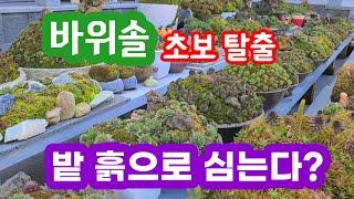 바위솔 초보탈출기 나는 밭흙으로 심는다. 봄.여름.을 지나 터득한 방법을 공개합니다. 이천시 장호원 혜운사 바위솔정원