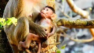 Lovely newborn baby monkey Jody trying to get mom milk on a tree