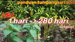 CABE TUMPANGSARI USIA 1 SAMPAI 280 HARI!! FULL 9 BULAN LEBIH