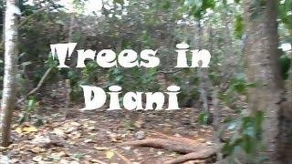 Trees in Diani Episode 2