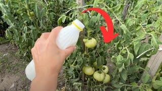 Prevent Plant Diseases! Spray This Mixture on Tomatoes, Cucumbers, and Peppers!