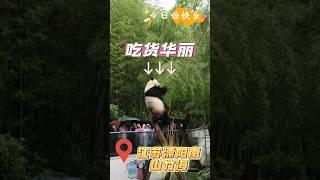 【乐趣无限！】大熊猫雨中美食秀：直播吃竹子吃到停不下来！看熊猫干饭真的好幸福#熊猫华丽