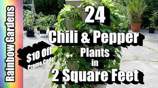 How to Grow 24 Peppers/Chili Plants in Only 2 Square Feet! + My Peppers & Cucumbers in Containers!