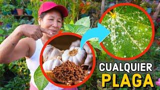 SOLUCIÓN DEFINITIVA  a las PLAGAS con este FUNGICIDA CASERO PARA PLANTAS / Elimina el Mildiu o Roya