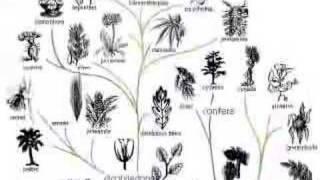 The Evolutionary Model
