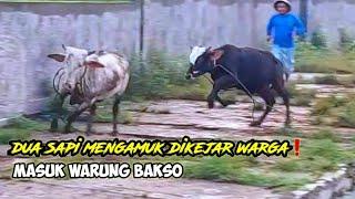 DUA S4P1 NG4MUK DIKEJAR WARGA️MASUK WARUNG BAKSO