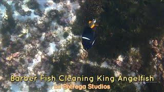 Barberfish Grooming King Angelfish * It's good to be king!