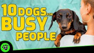 Top 10 Low Maintenance Dog Breeds for Busy Owners - Dogs 101