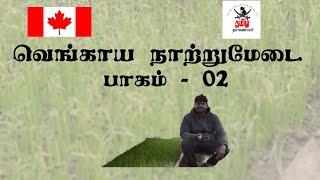 வெங்காய நாற்றுமேடை பாகம்-02 / Onion Nursery Part-02