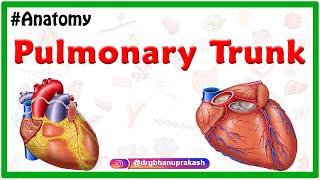 Pulmonary Trunk Gross Anatomy