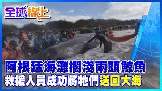 【全球熱話題】兩頭座頭鯨在阿根廷海灘擱淺 30名救援人員成功將牠們送回大海 @全球大視野Global_Vision