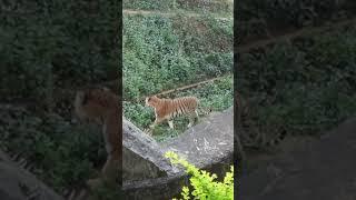 Bengal tiger at Dimapur zoo#bengaltiger