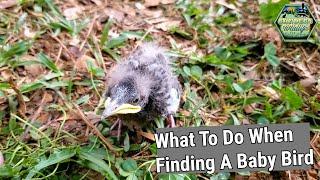 What To Do When Finding A Baby Bird!